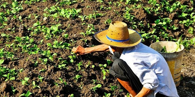 Bakanlık harekete geçti! Miras tarlalar için yeni düzenleme