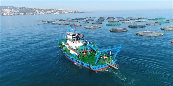 Karadeniz somonu yılın 5 ayında 39 ülkeye ihraç edildi