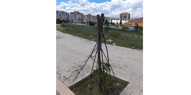 Belediye, kesilen bir ağacın fotoğrafını sosyal medyadan paylaşıp tepki gösterdi