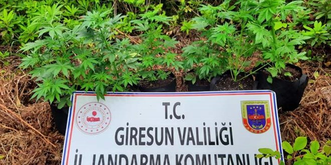 Giresun'da kamu arazisinde kenevir yetiştiren 2 kişi gözaltına alındı