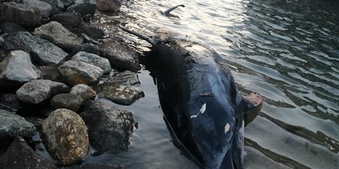 Bodrum'da ölü yunus kıyıya vurdu