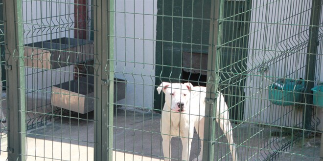 Bu köpekleri beslemenin cezası 11 bin TL