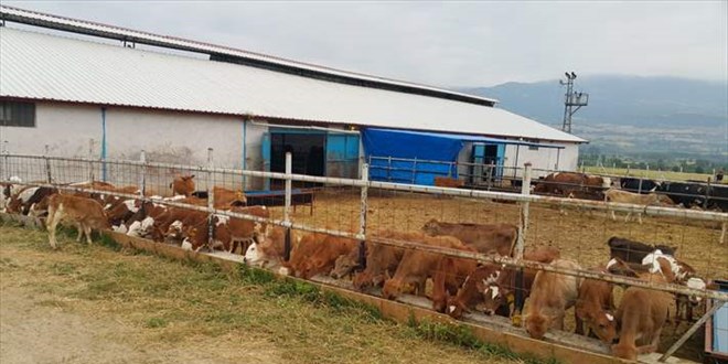 'Ucuz araba' vaadiyle dolandırıp, çiftlik kurmuşlar