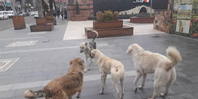 Başıboş köpekler için belediyeye 3 bin TL tazminat cezası