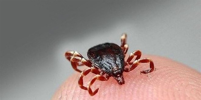 Tokat'ta KKKA teşhisi konulan 12 kişinin tedavisi sürüyor