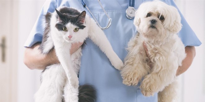 Araştırma: Kovid-19 evcil kedi ve köpeklerde yaygın görülüyor