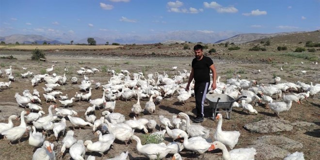 Pandemiyi fırsata çeviren işletme sahibi kaz çiftliği açtı