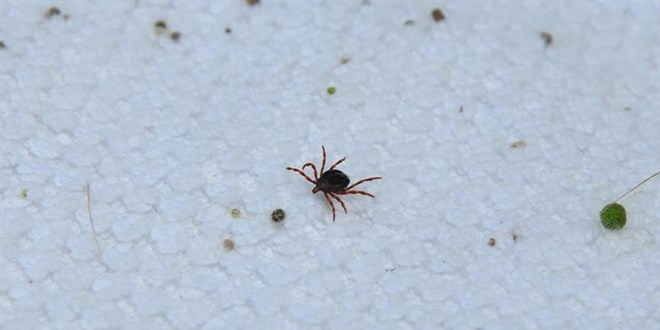 Kastamonu'da kene şüphesiyle tedavi altına alınan kişi hayatını kaybetti