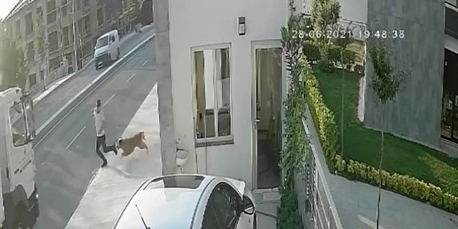 Köpekten kaçarken kamyonun çarptığı genç yaşam savaşını kaybetti