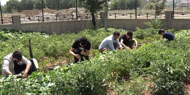Okul bahçesinde bostan kurup, ihtiyaç sahiplerine ulaştırıyorlar