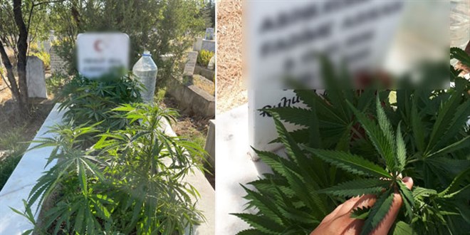 Anneanne ve dedesinin mezarına kenevir ekti