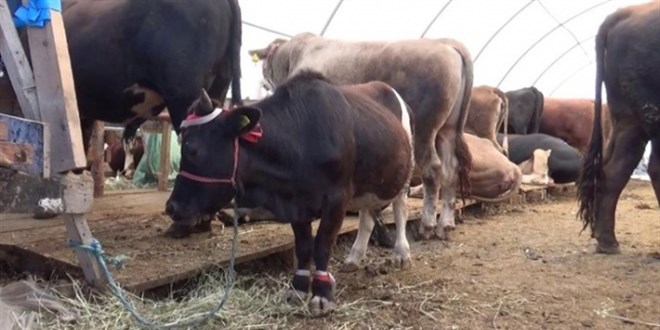 Türkiye'nin en küçük kurbanlığı 'Müdür'