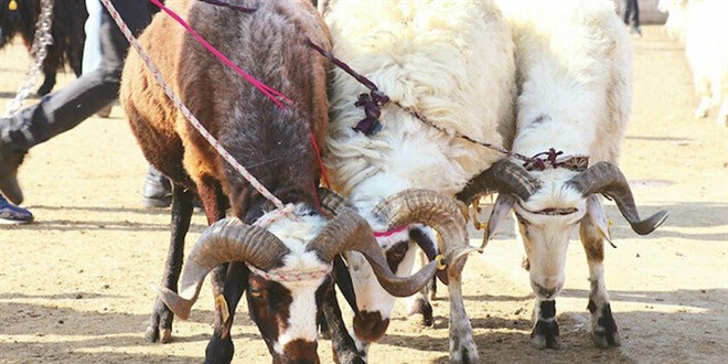 Kurbanlık hayvana eziyet edene ceza