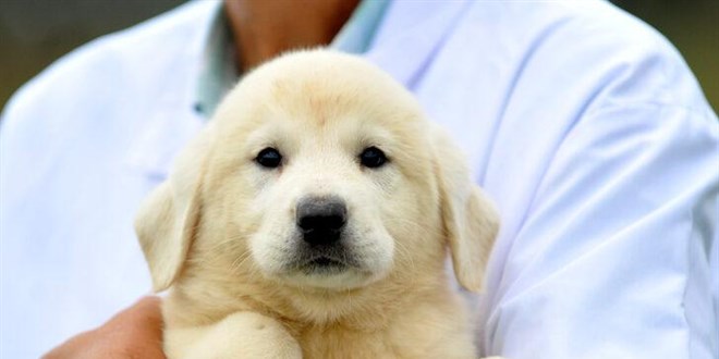 Kangal ve akbaş almak için 1 yıl sıraya giriyorlar