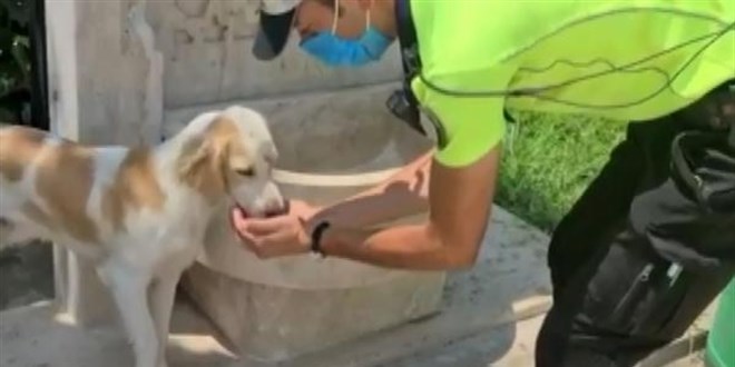 Trafik polisi, sokak köpeğine elleriyle su içirdi