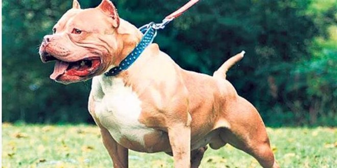 Pitbull dehşeti Meclis'e geldi