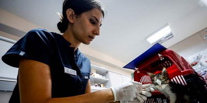 Gönüllü dört veteriner, Manavgat yangınında yaralanan hayvanlar için seferber oldu