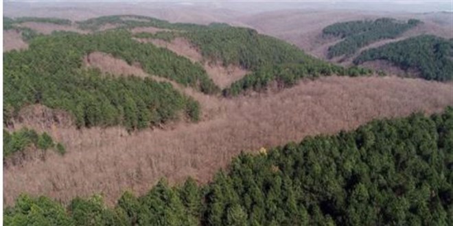 Üç ilimizde ormanlık alana giriş kısıtlandı
