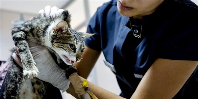 Gnll veterinerler zarar gren 2 binden fazla hayvan tedavi etti