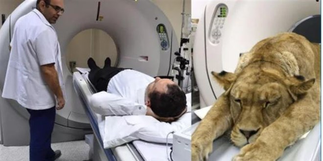 İzmir'deki hastanede şaşırtan görüntü! Aslan tomografi cihazında