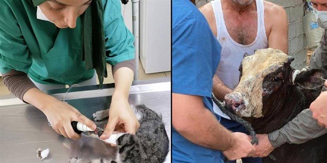 Veteriner hekimler afetlere yönelik acil eylem planı hazırlanmasını istedi