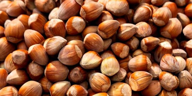 Fındık alım fiyatları belli oldu