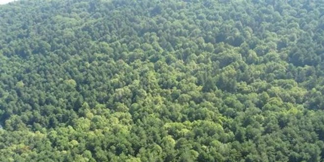 'Böcekler ormanı kurutacak' uyarısı
