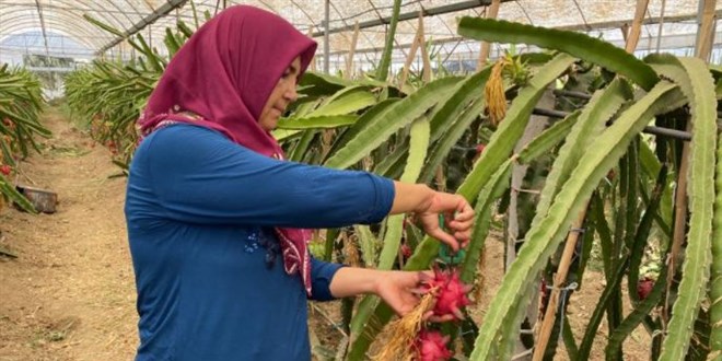 Girişimci ev hanımı iki yılda ürettiği yurt dışına açıldı