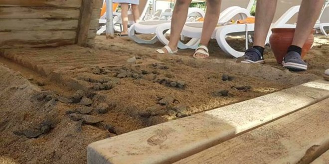 Bakanlıktan ölen deniz kaplumbağaları için suç duyurusu