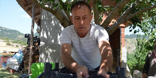 Emekli ikramiyesiyle böğürtlen bahçesi kurdu, ihracata hazırlanıyor