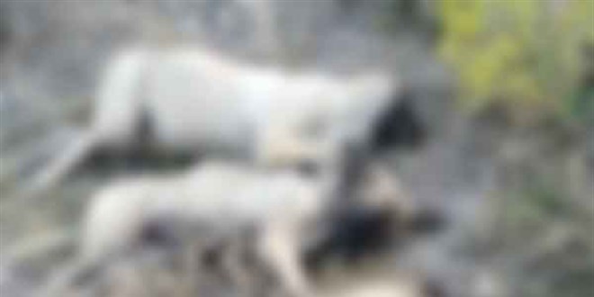 Ankara'da vahşet! Yan yana dizilmiş köpek ölüleri bulundu