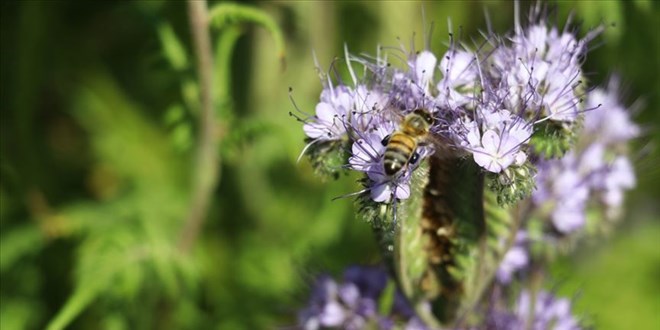 Tıbbi aromatik bitkilerde örnek çalışma 'Şifa kaynağı bal ormanları'