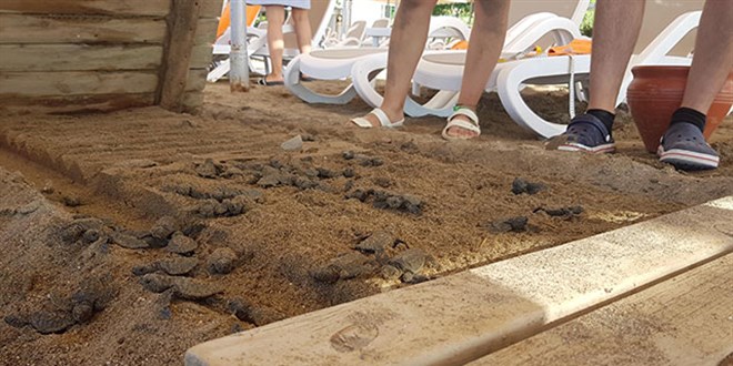 Antalya'da carettaların ölümünde iki otele 482 bin 790 TL ceza