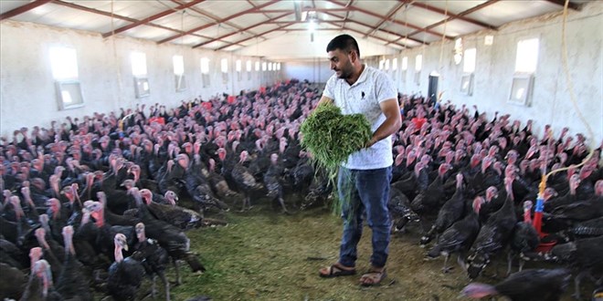 Hindi yetitiriciliinde ilerleyen giriimci taleplere yetiemiyor