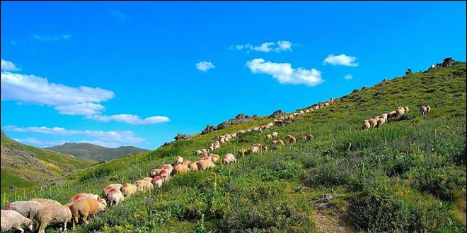 Van'da devletin sürü desteği 'tersine göç'ü başlattı