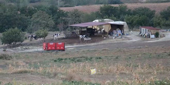 Edirne'de kırmızı alarm: Kan emen sinek bulaştırdı, 8 köyde 'mavi dil' karantinası
