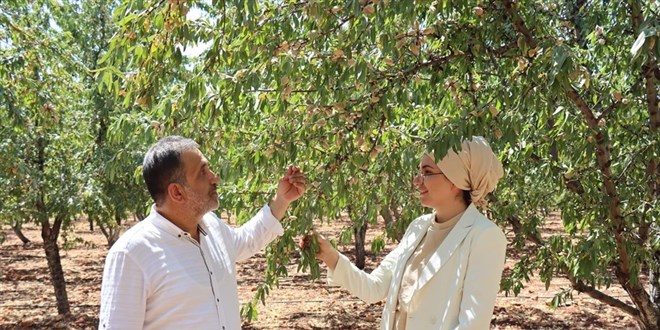 Veteriner hekimliği bıraktı, köyünde badem yetiştirmeye başladı