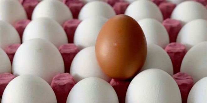 Türkiye'den Singapur'a yumurta ihracatı başladı