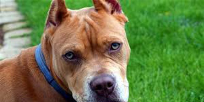 Pitbull'u jandarmanın üzerine saldırtıp kaçtı, ateş edilerek yakalandı