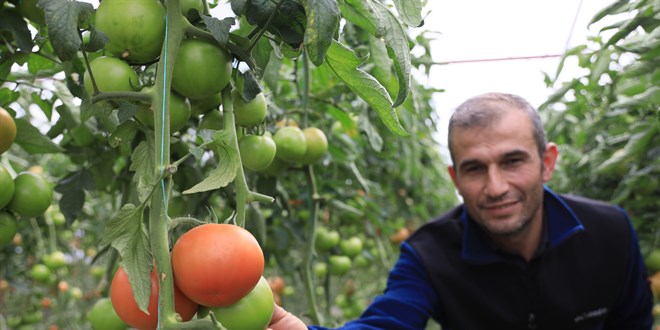 Domatesin fiyatı 5 kilometrede yüzde 176 arttı