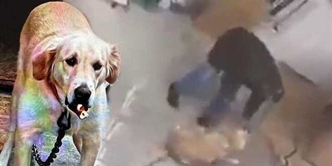 Köpeğine şiddet uygulayan emekli radyoloji uzmanı gözaltında
