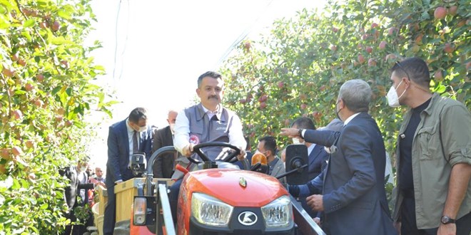 Bakan Pakdemirli, traktör kullanıp elma hasadı yaptı