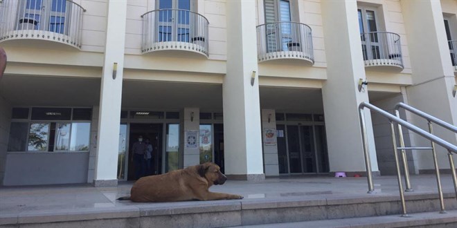 Bodrum Adliyesi sokak köpeklerini sahiplendi