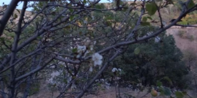 Elazığ'da yalancı bahara aldanan kiraz ağaçları çiçek açtı