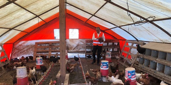 55 yıllık yumurta üreticisinden sıra dışı 'müzikli' yöntem