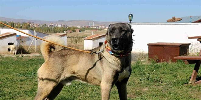 Yurtdışından talep yağıyor, otomobil fiyatına alıcı buluyor