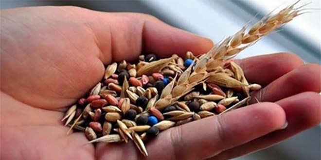 Yerel veya atalık tohum konusunda aldatılıyor muyuz?