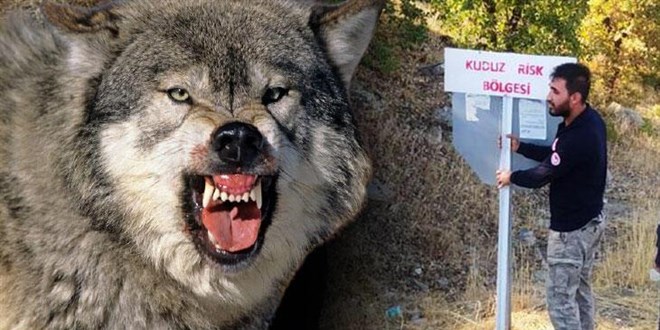 Çiftçiye saldıran kurt kuduz çıktı, ilçede 6 aylık karantina kararı alındı
