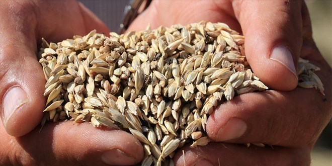 Tarlada 2 TL olan siyez buğdayının bulguru, markette 12 lira