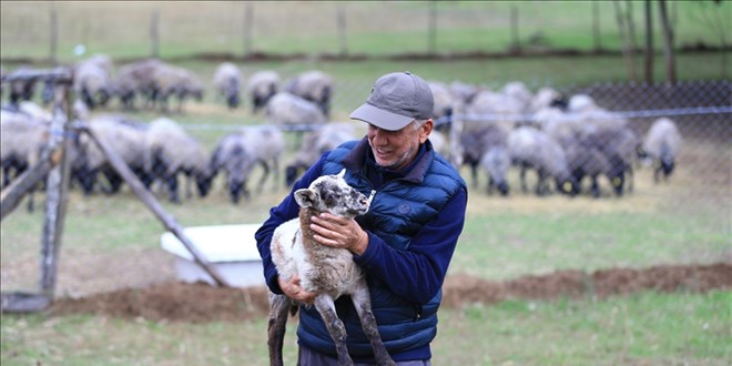 Şehir hayatından uzaklaşıp koyun yetiştiricisi oldu